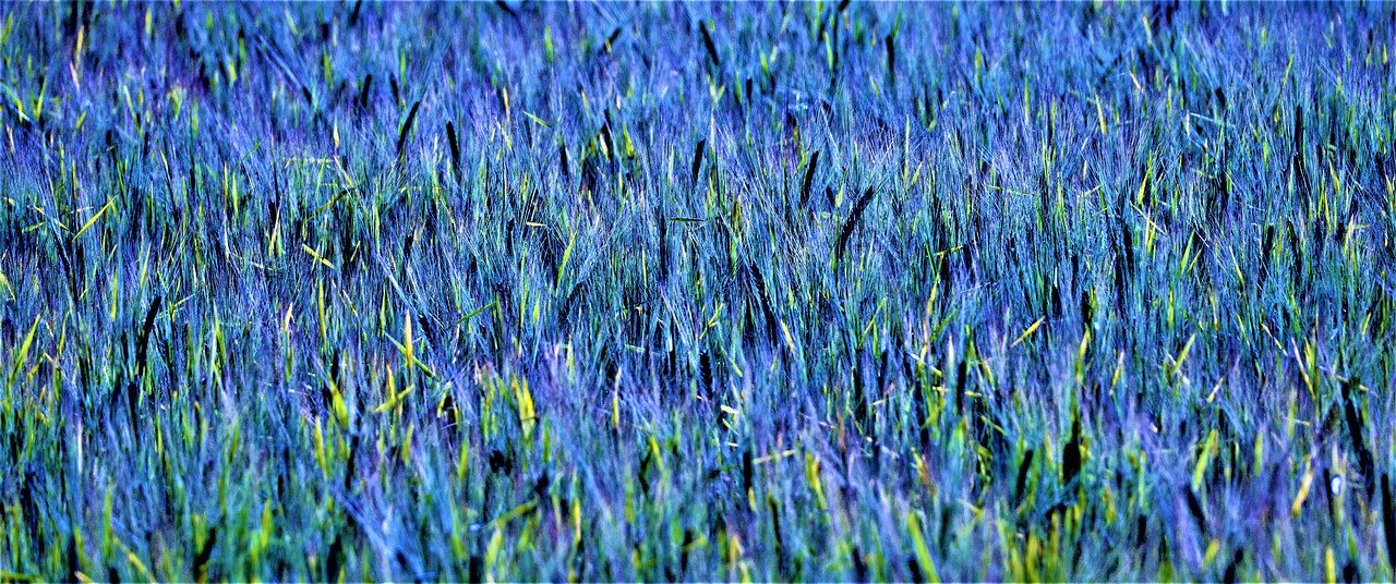 cornfield, abstract, blue green